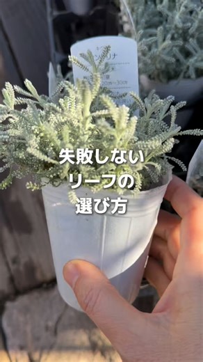【宮里夏葉】お花初心者でもプロにするギャザリング講師 on Instagram: "あけましておめでとうございます 新年最初の投稿 何にしようか😕 派手では無いけど ギャザリングを 知ってもらう 楽しんでもらうための 情報が 私らしいというか しっくりきたの これからも お花大好きさん ギャザリング大好きさん のために 有益な情報を お届けします！ ////////////////////////////////// ギャザリングの 体験レッスン スケジュールは 公式LINEから ギャザリング体験が お済みでない方は プロフの リンクから お友達になってね！"