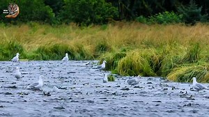 3.8M views · 92K reactions | Salmon fish , Wild Animal Hindi, #documentary #wildanimals #wildlife #hindi #reels | Wild Animals Hindi | Facebook