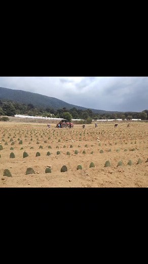 Cactus Farming: Growing and Caring for Cacti Plants