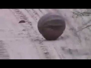 How Armadillos Hide and Roll into a Ball