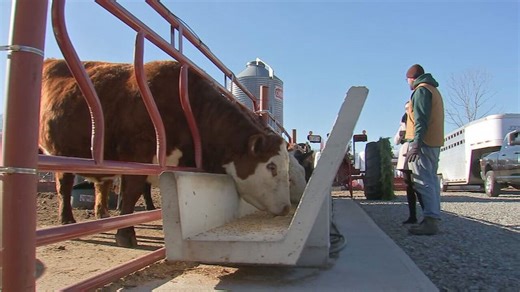 Westwood’s last active farm fights to survive amid land dispute