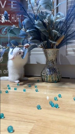 ASMR CATS 🐈‍⬛