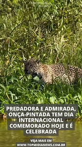 Imponente, poderosa e feroz, o Dia Internacional da Onça-Pintada, celebrado neste sábado (29), também chama atenção para os riscos que cercam o maior felino das Américas. Classificada como “quase ameaçada” pela União Internacional para a Conservação da Natureza (IUCN) e como “vulnerável” no Brasil pelo Ministério do Meio Ambiente, a onça-pintada é considerada um indicador do equilíbrio ambiental e desde 2018 é reconhecida como Símbolo Nacional da Conservação da Biodiversidade. No Pantanal sul-ma