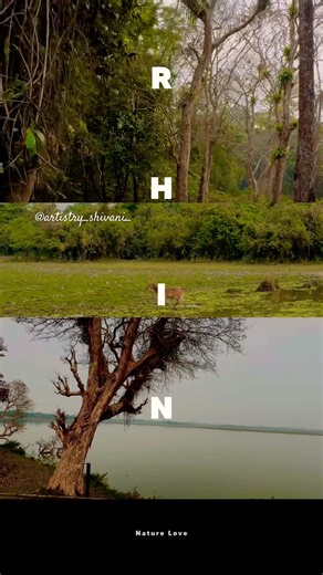 I’m not ready for this ✨ #assam #kaziranga #nationalpark #wildlife #travel #assamtour #shorts #yt