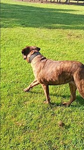 #bullmastiff #dog #dogs #workingdog