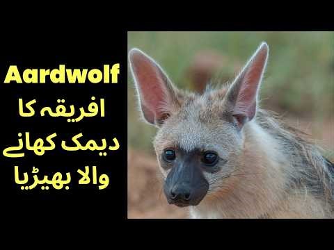 Aardwolf: The Termite-Eating Wolf of Africa | 10 Amazing Facts (Urdu & Hindi)