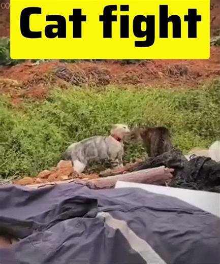🔥 Epic Cat Fight 🐱 vs 🐱 | Funny Cats Battling Each Other 😂 #funny #trending #viral