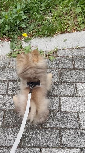 [포키]인생 세번째 산책 #puppy #dog #baby #강아지