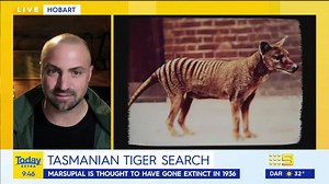 165K views · 892 reactions | It has been 88 years since the Tasmanian Tiger went extinct... or did it? 樂 #9Today | WATCH LIVE 5.30am | TODAY | Facebook