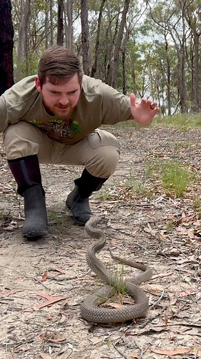 Australia’s DEADLIEST SNAKE! The eastern brown snake is widely regarded as the second most venomous terrestrial snake on earth, and the deadliest snake in all of Australia! Despite it not being more venomous than the inland taipan, these snakes are responsible for the most snake bite related deaths in Australia. Why is this? Well the answer is quite simple! These potentially deadly venomous snakes are a common sight throughout much of the inhabited areas of Australia. They regularly turn up in b