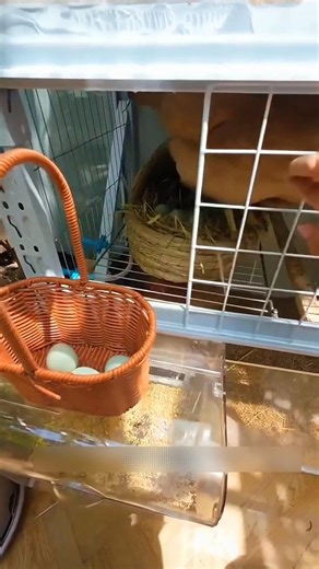 Tiny Balcony Farm Produces So Many Eggs! 😳🐔🥚