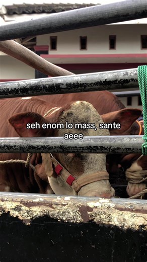 Peternak Muda Sapi: Cerita dan Inspirasi