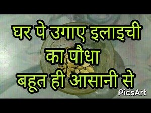 How To Grow Cardamom Plant from seed | How To Care Green Cardamom elaichi ka podha