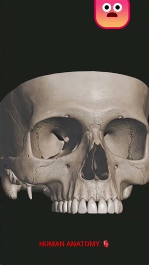 Human Skull Anatomy Simplified #SkullAnatomy #medico #clinicalanatomy #medicaleducation