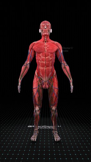 16K views · 122 reactions | The Human Body Revealed Like Never Before...