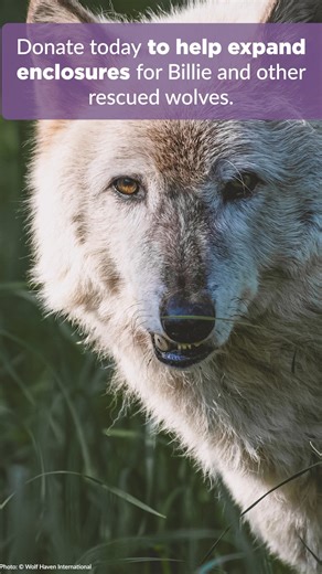 Greater Good Charities is both working to protect wild populations by supporting projects like safe wildlife crossings on busy roads, while also improving sanctuary habitats to accommodate more captive-born and injured wolves. One of these wolves is Billie, a wolf found severely malnourished as part of the exotic pet trade. Disoriented and struggling to survive on her own, she needed extensive care and a safe environment to heal. With supportive care and a safe place to heal, Billie is now on th