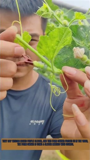 Farm Owner Uses Clever Method to Grow Gourds for Bracelets