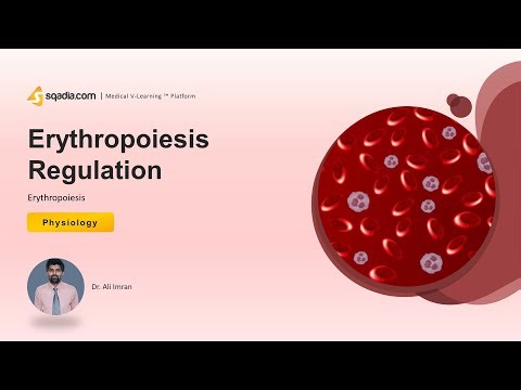 Erythropoiesis | Erythropoiesis Regulation | Human Physiology Video | Medical Student V-Learning™