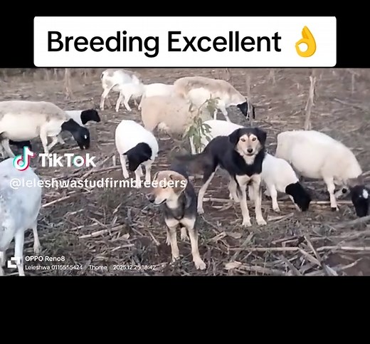 #Dorpersheep✨🥰🔥 #Exceptional-Genetics✨🔥💯👌 #farmforlife🌾🚜 #Farmingforfuture🌾🚜 #leleshwastudtransformingfarming✨🌾🚜👌🙏
