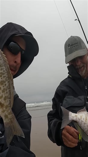 Tips For Surfperch Fishing with Jerkbait Sharpen Your Surfperch Spidey Senses Youtube.com/@VINCEGOESFISHING�� In this video, I go fishing with my buddy Roger Scott from Fresno and teach him how to find the best structure for Barred Surfperch fishing on California's west-facing Sandy Beaches. Roger drives 3.5 hours each way to fish the world's greatest surfperch fishery in San Luis Obispo, so I must try and help him learn how to find schools of those big slab-sized Barred Surfperch in a hurry. I 