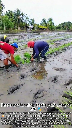 Lightning-Fast Rice Planting – Master at Work! 😮🌾