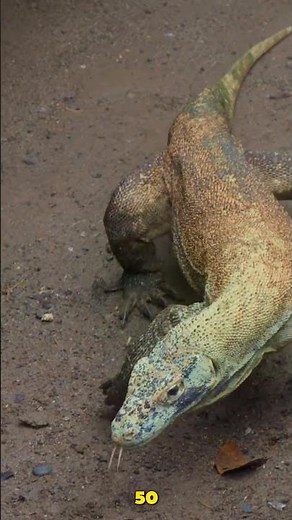 5 Reptile Facts That Will Blow Your Mind