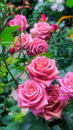 🌹 Most Beautiful Flowers You'll Ever See | 4K Garden Tour"