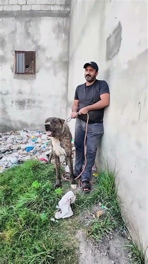 cow attack dagger bully dog#bulldog #dogbreed #vlog #pets #animals