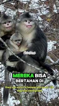 This “alien-looking” monkey lives where humans can barely survive #WildlifeFacts #RareAnimals#Shorts