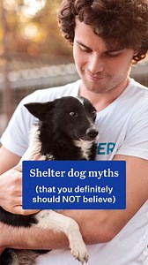 We ❤️ shelter pups. During Adopt a Shelter Dog Month, we're highlighting some common misconceptions that can make it harder for rescue pups to get adopted. Because the truth is, shelters are filled with wonderful dogs of all shapes, sizes, and ages that often find themselves looking for a new home through no fault of their own. And when given a chance to be part of a family, they will reward you with a lifetime of loyalty and love. #adoptashelterdogmonth #adopt #rescuedog #dogs #dogsofinstagram 