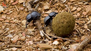 651K views · 895 reactions | Coyote discovers some Dung Beetles doing BATTLE! Which one will win the fight for the epic poo ball prize?! Get ready to find out! | Coyote Peterson | Facebook