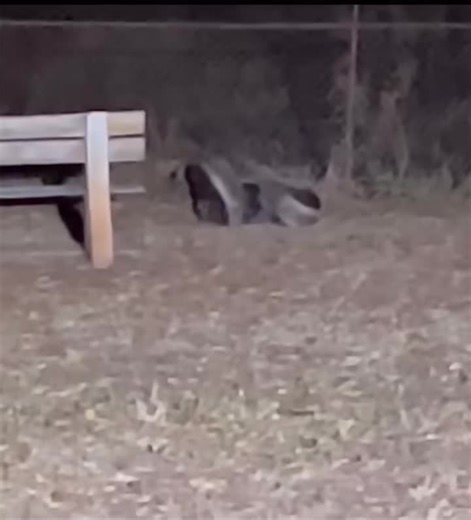 Honey Badger Sounds: Nature's Most Fearless Animal