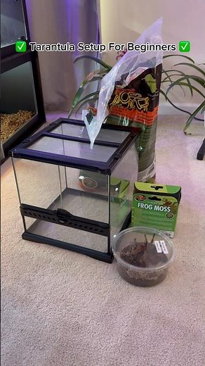 ✅ Tarantula SETUP For BEGINNERS ✅