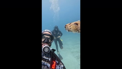 Curious fish swims up for a close-up during dive in Baja California Sur, Mexico