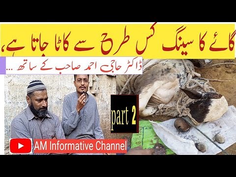 How to cutting horns off cattle || dehorning Cow Horn Cutting System || part 2