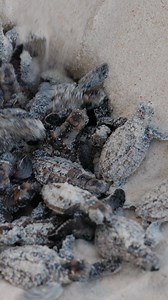 37M views · 210K reactions | Tiny steps, big challenges  These...