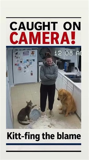 Cat Exposes Dog’s Kitchen Crimes #reels #catvideos #catselfie #dogstyle #catslovers