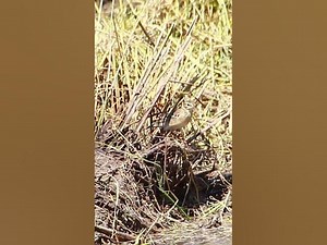 Sparrow Bird gray field 2 wildbird birdwatching birds birdnest birdnest shortvideo
