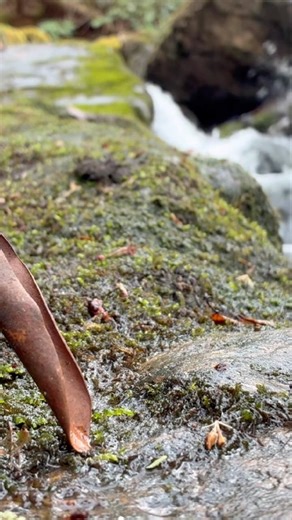 Real East Tennessee Creek Water Sounds 🌿 Deep Green Noise for Sleep & Relaxation