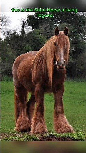 This is the Most Powerful Horse Ever Bred.