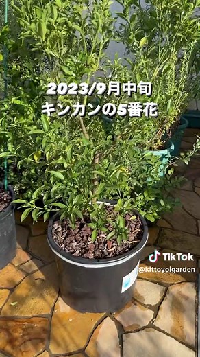 キンカンの花の咲く周期と育て方