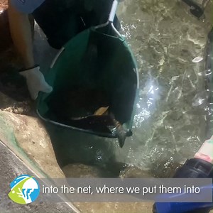 Now that we have decommissioned almost all of our ancillary tanks, including the moray eel exhibit, we’ve been working on preparations to relocate animals in our predator tank. This includes installing additional tanks and creating a r-EEL-y 😂 cool experimental sea cage. With the small-scale sea cage test deemed a success 👏 the team will now work on a larger version to hold our black tip reef sharks who can grow up to 6 feet long 😮 | Great Barrier Reef Aquarium