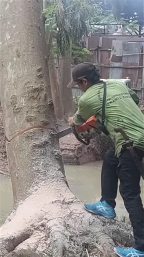 Danger of cutting large trees near excavators #shortvideo #treecutting #chainsaw