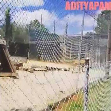 Tiger and lion mating