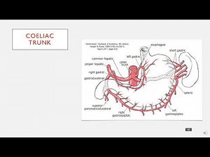 The Coeliac Trunk in 4 minutes