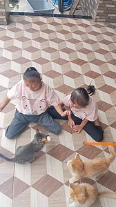 25K views · 292 reactions | Bermain bersama kucing.. #kucing #bersama #bermain | Azzahra Ramadhani | Facebook