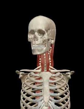 Rotación de la cabeza (Ipsilateral)