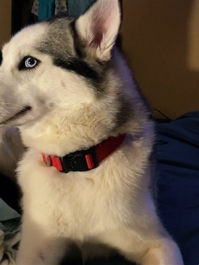 Funny Dogs with Guilty Conscience