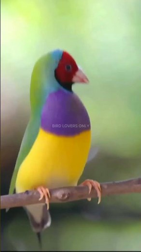Gouldian finch mating dance | Gouldian finches birds