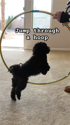 The Best Agility Dog Training!